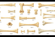 How do types of bones assist human physiology? Why do we have different bone types anatomically?